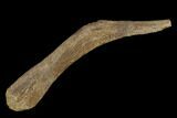 4.5" Edmontosaurus (Duck-Billed Dinosaur) Cervical Rib - Montana - #132031-1